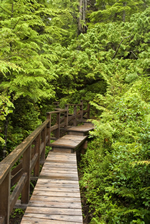 Boardwalk in Forest