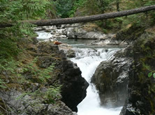 little qualicum falls - waterfall