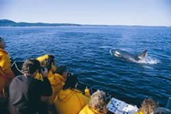 Whale Watching in Victoria