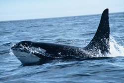 Whale in Ocean up close